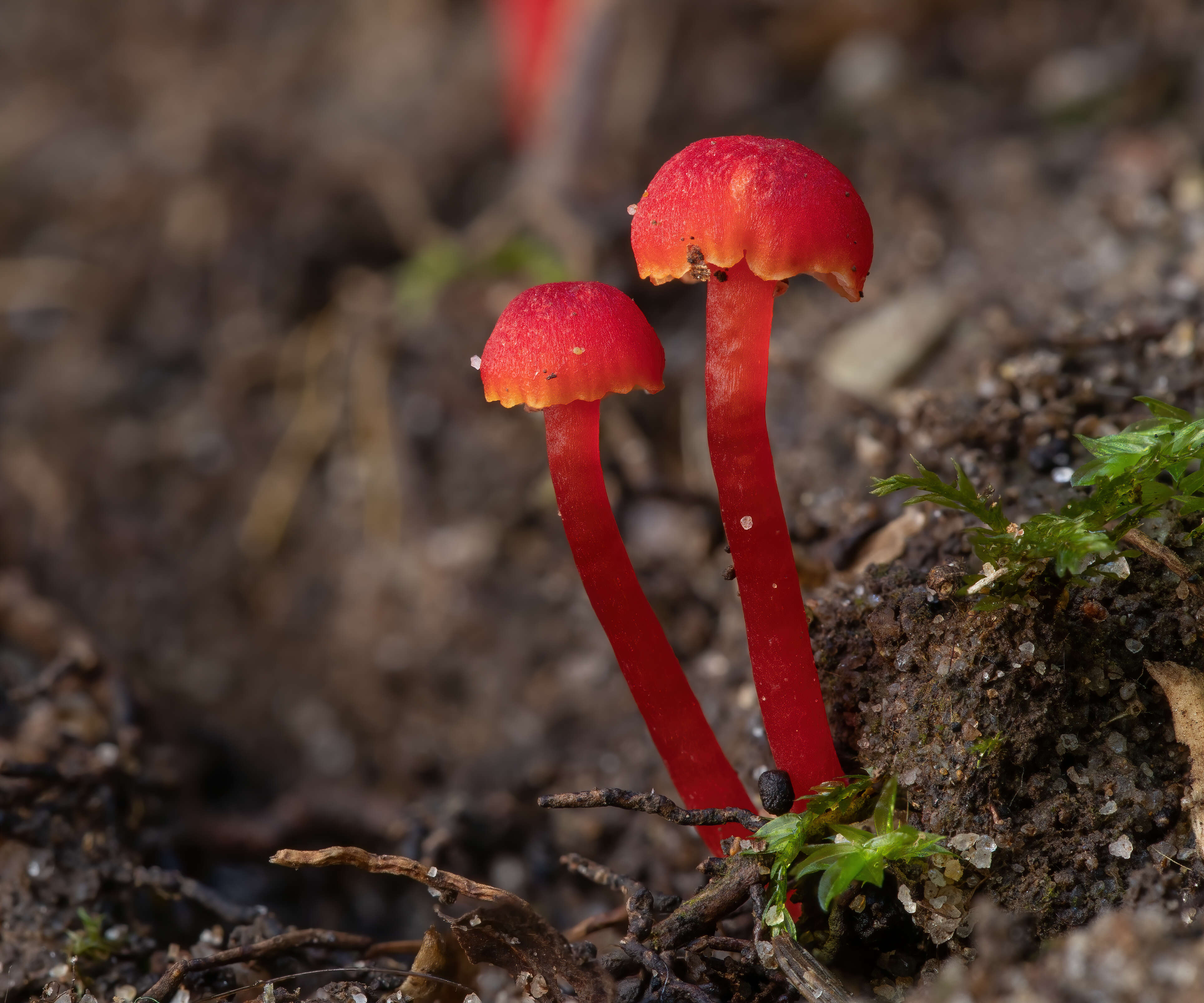 Image of Hygrocybe miniata (Fr.) P. Kumm. 1871