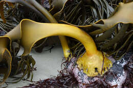 Image of New Zealand bull kelp