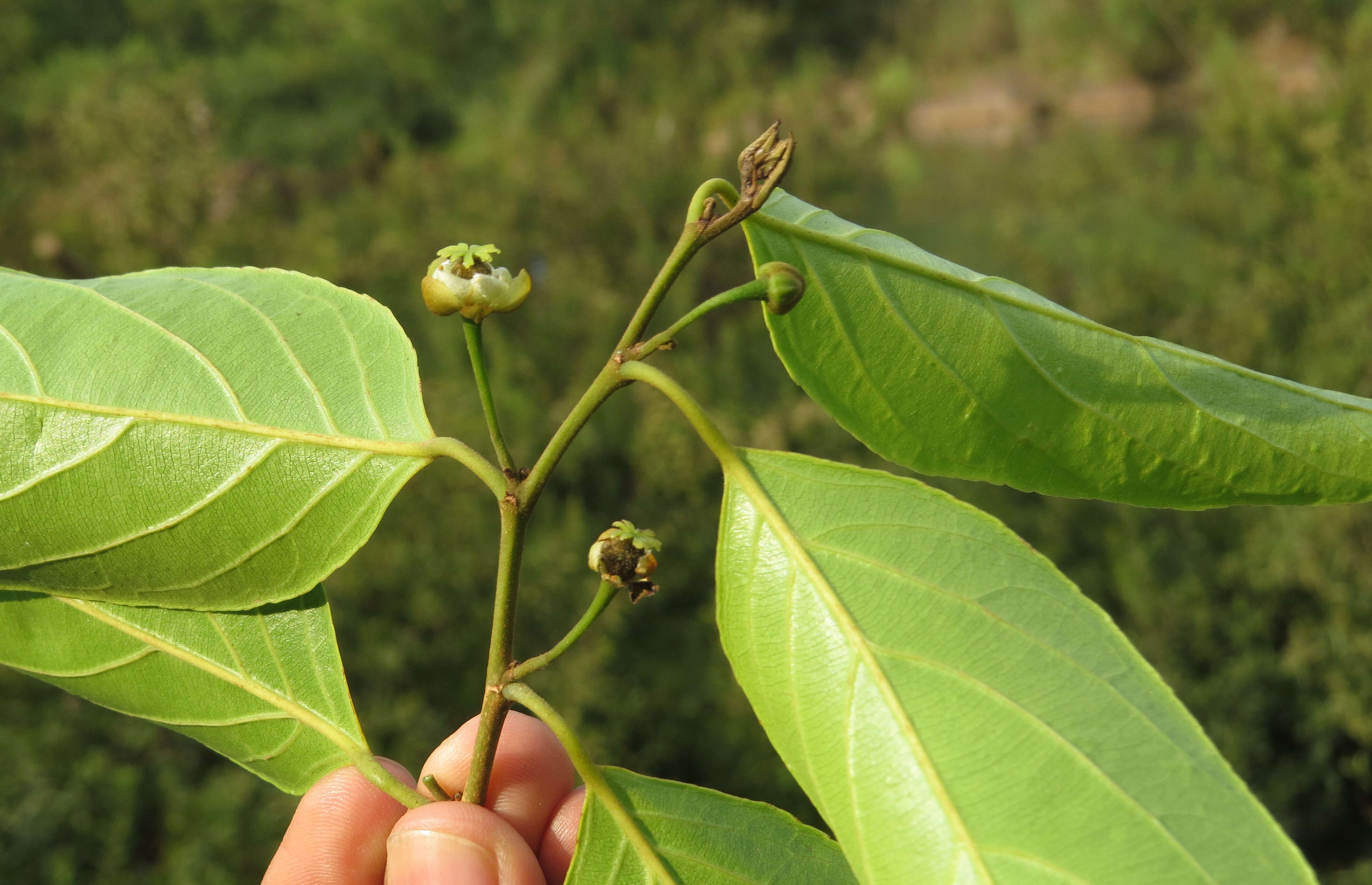 五蕊大风子的圖片