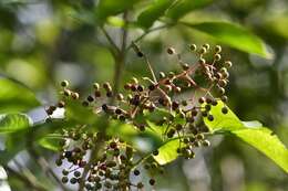 Imagem de Sambucus nigra L.