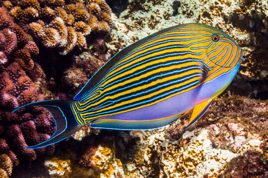 Image of Blue Banded Surgeonfish