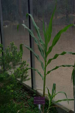 Image of diploperennial teosinte