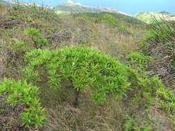 Imagem de Scaevola chamissoniana Gaud.