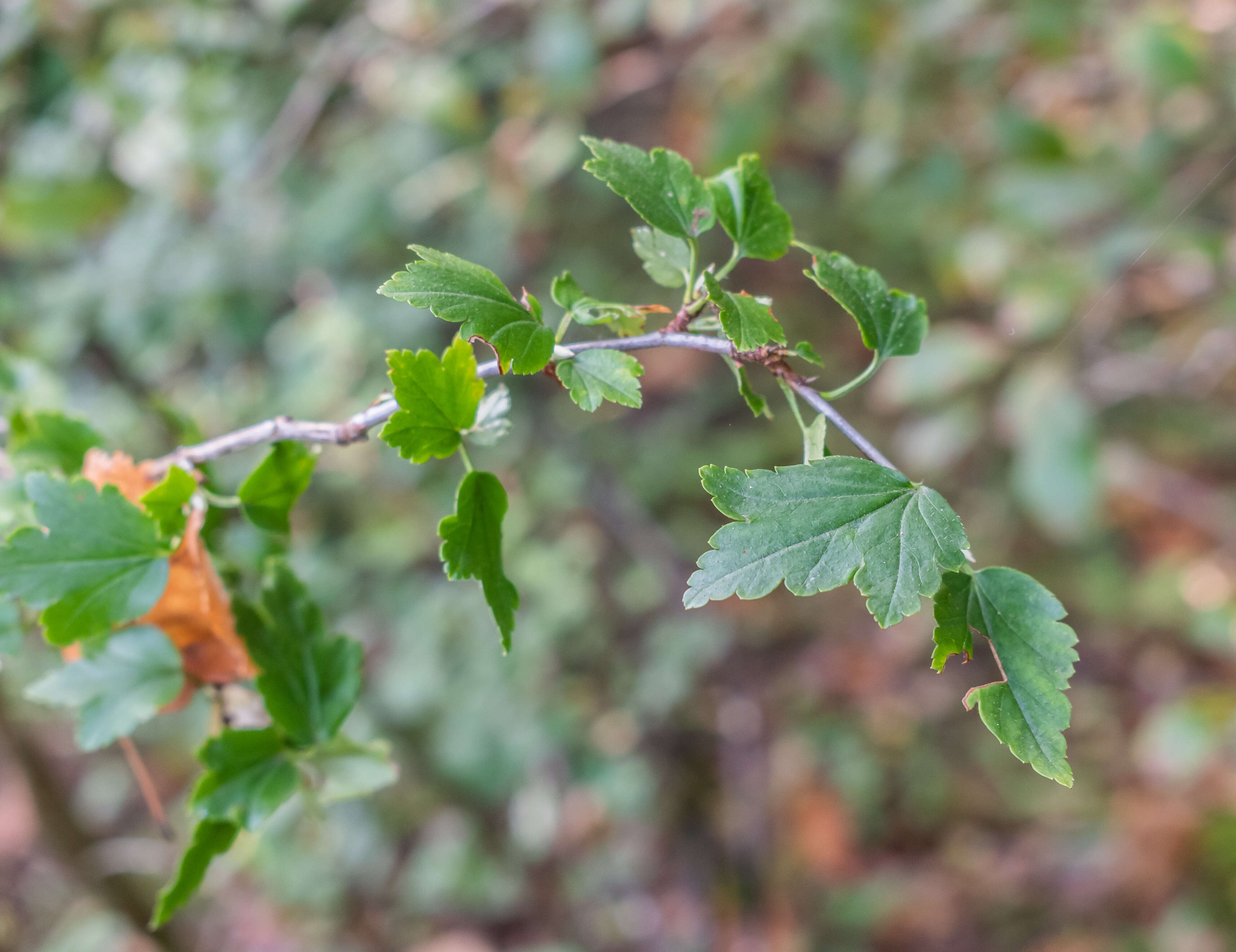 Image of Mountain Currant