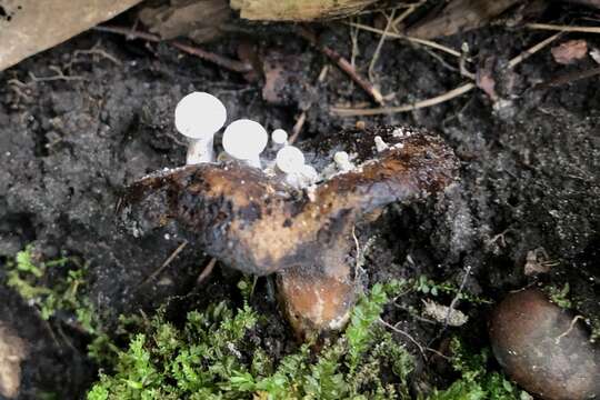 Image of Powdery Piggyback mushroom