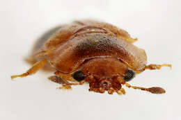 Image of Sap beetle