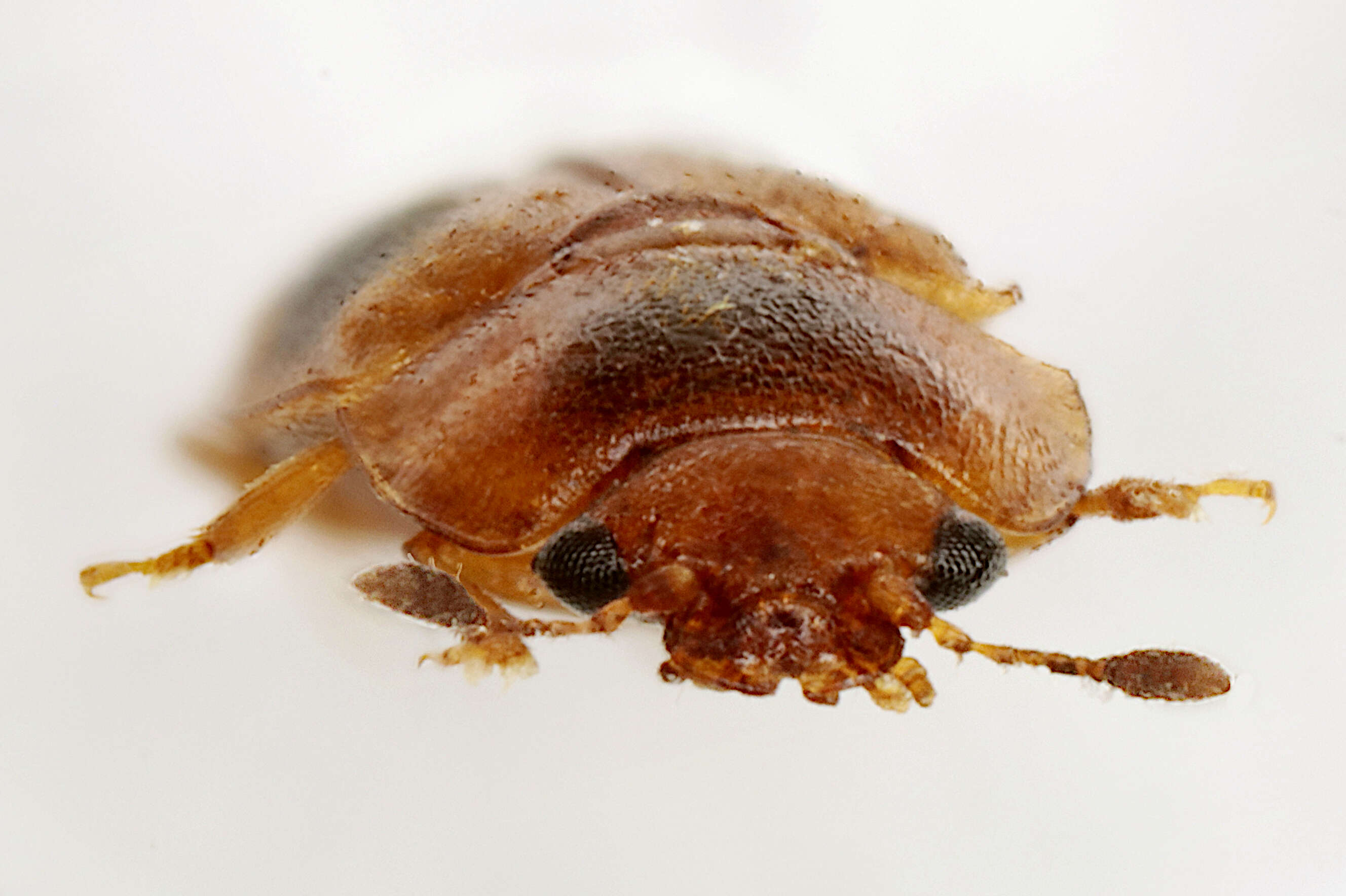 Image of Sap beetle