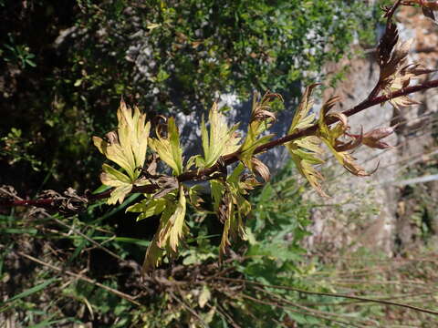 Image of Manchurian monkshood