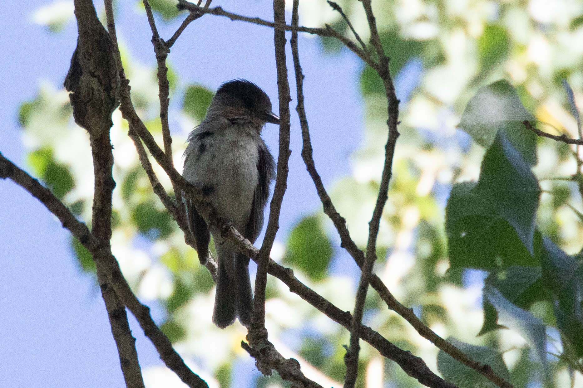 Pachyramphus aglaiae (Lafresnaye 1839) resmi