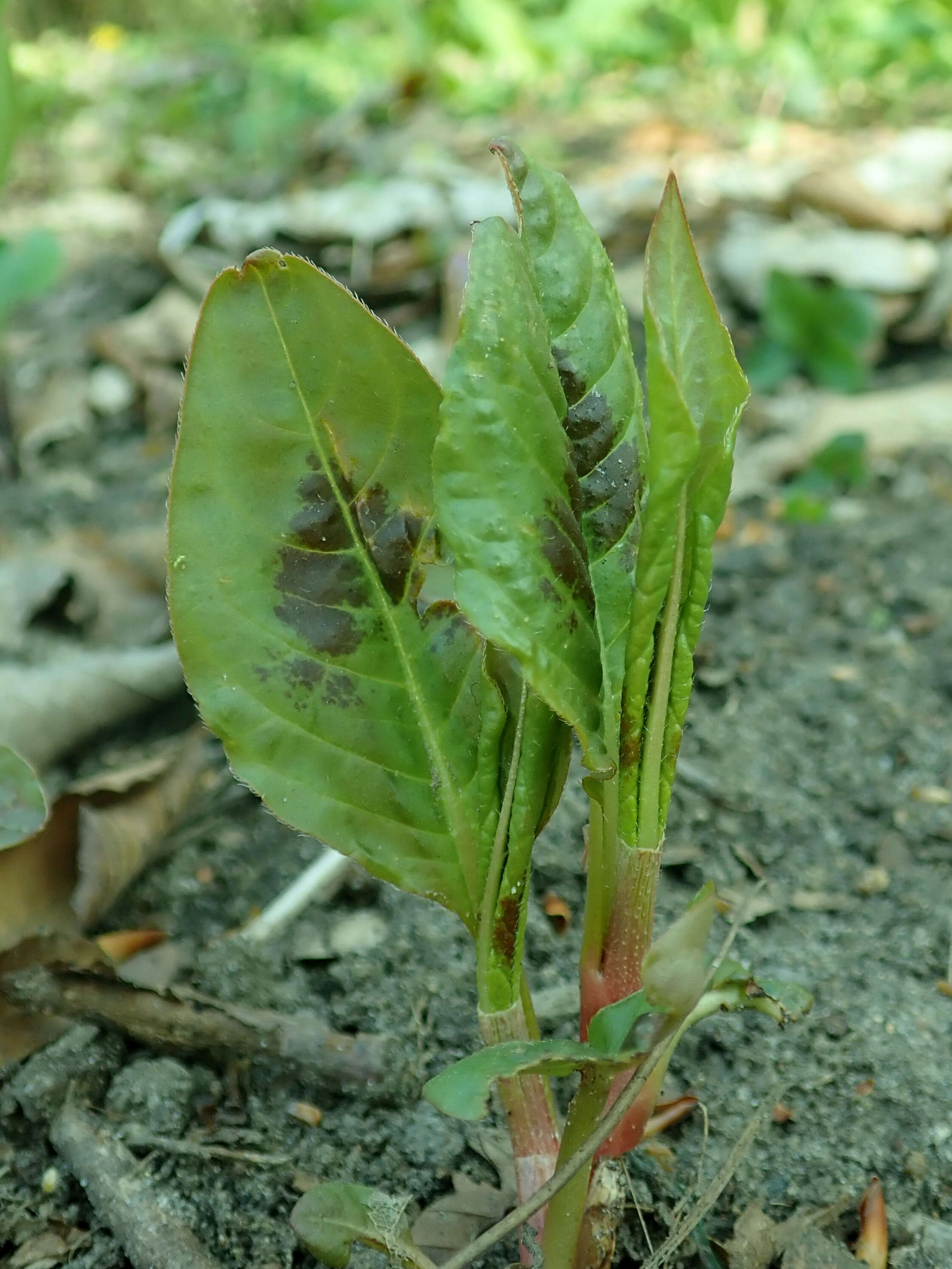 Image de Persicaria virginiana (L.) Gaertner