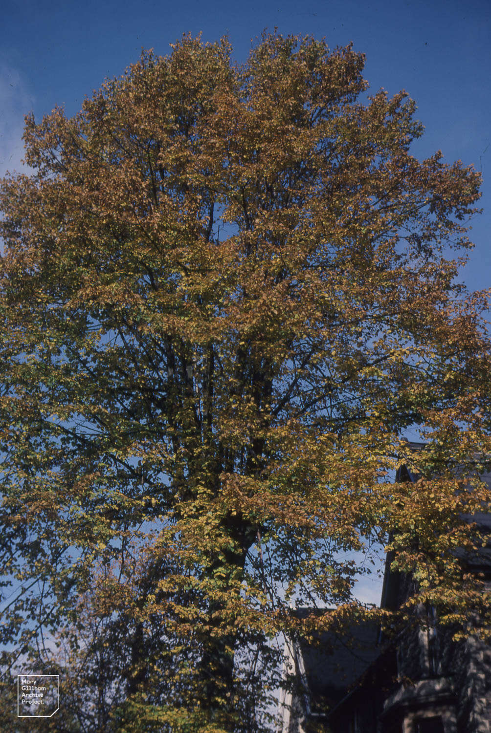 Image of Large-leaved Lime