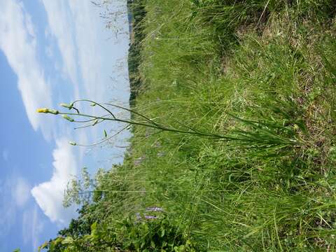 Image of black salsify