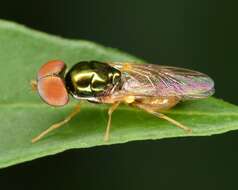 Image of Microchrysa