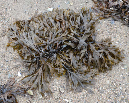 Imagem de Fucus serratus