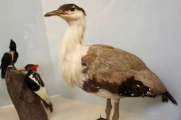 Image of Great Indian Bustard