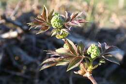 Imagem de Sambucus racemosa L.