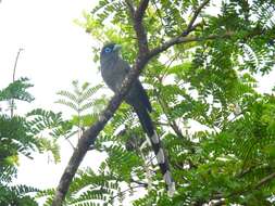 Image of Blue-faced Malkoha