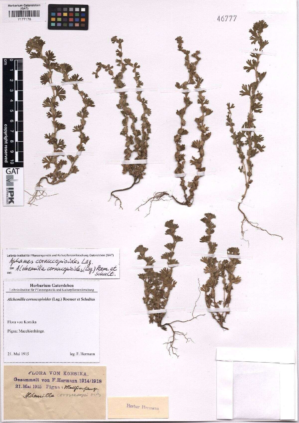 Image of Parsley-piert