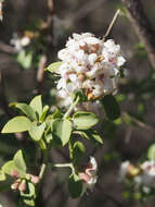 Image of Prostanthera cruciflora J. H. Willis