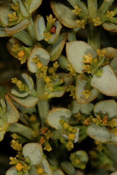 Image of Viscum rotundifolium L. fil.