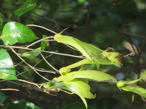 Image of Hopea parviflora Bedd.