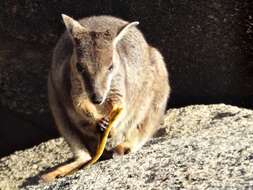 Image of Allied Rock Wallaby
