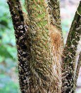 Image of West Indian treefern