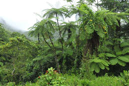 Image of West Indian treefern