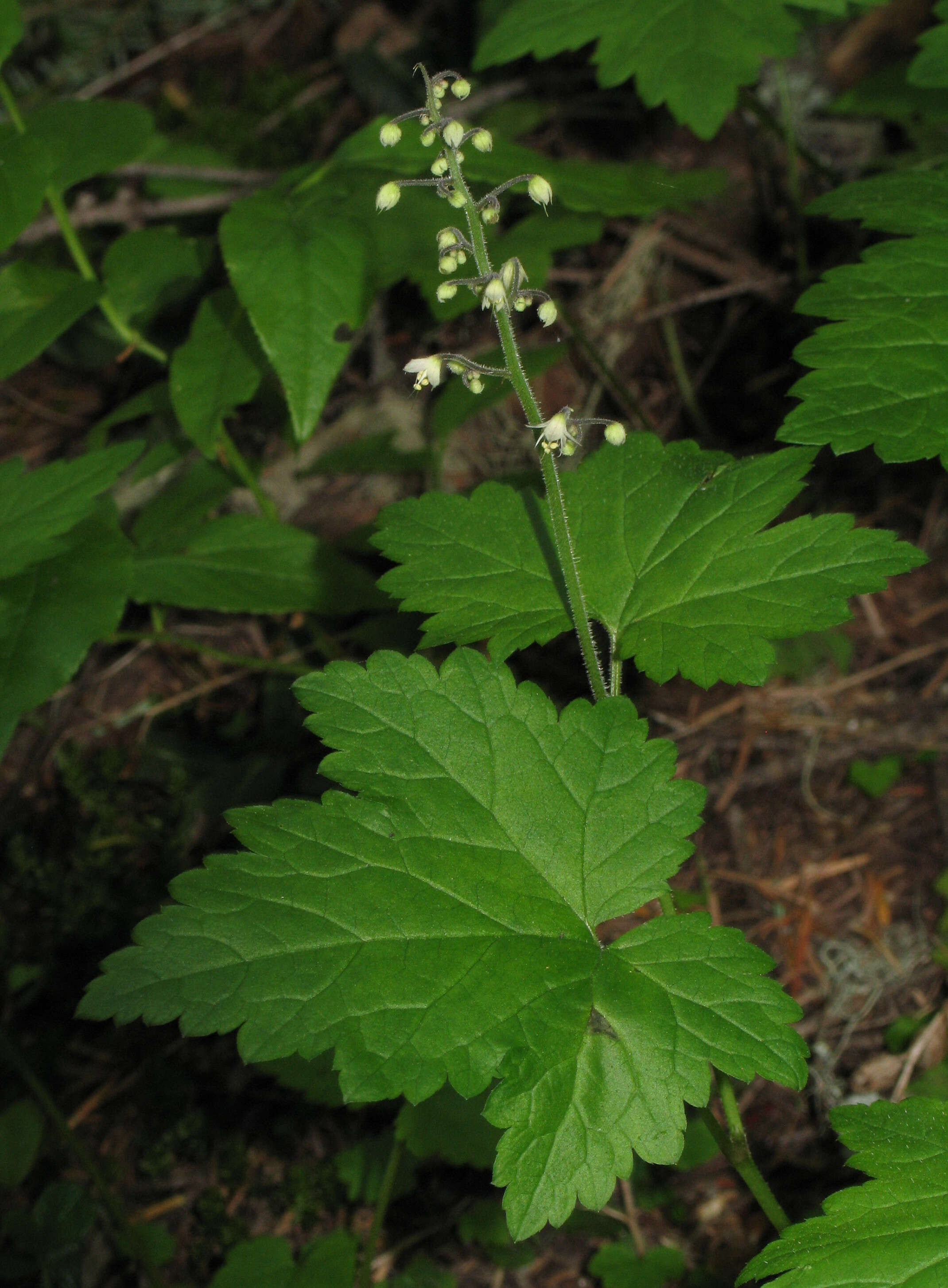 Image of threeleaf foamflower