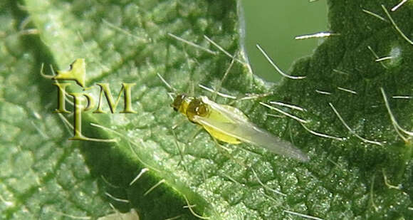 Image of Soybean aphid