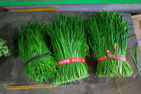 Image of Chinese chives