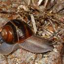 Image of Corsican Snail