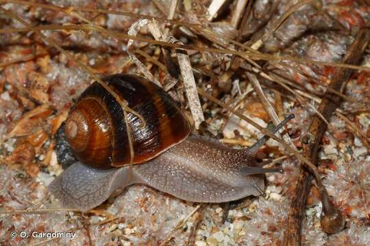 Image of Corsican Snail