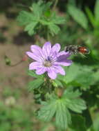 Image of hedgerow geranium