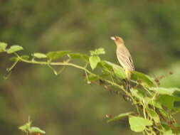 Image of Brown-headed Bunting