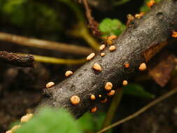 Image of Nectria cinnabarina (Tode) Fr. 1849