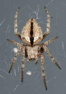 Image of Humpbacked orbweaver