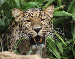 Image of Amur leopard