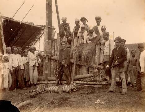 Imagem de Panthera tigris sumatrae Pocock 1929