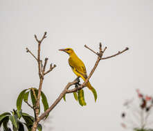 Image of Indian Golden Oriole