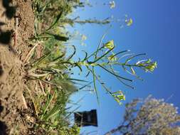 Image of bushy wallflower