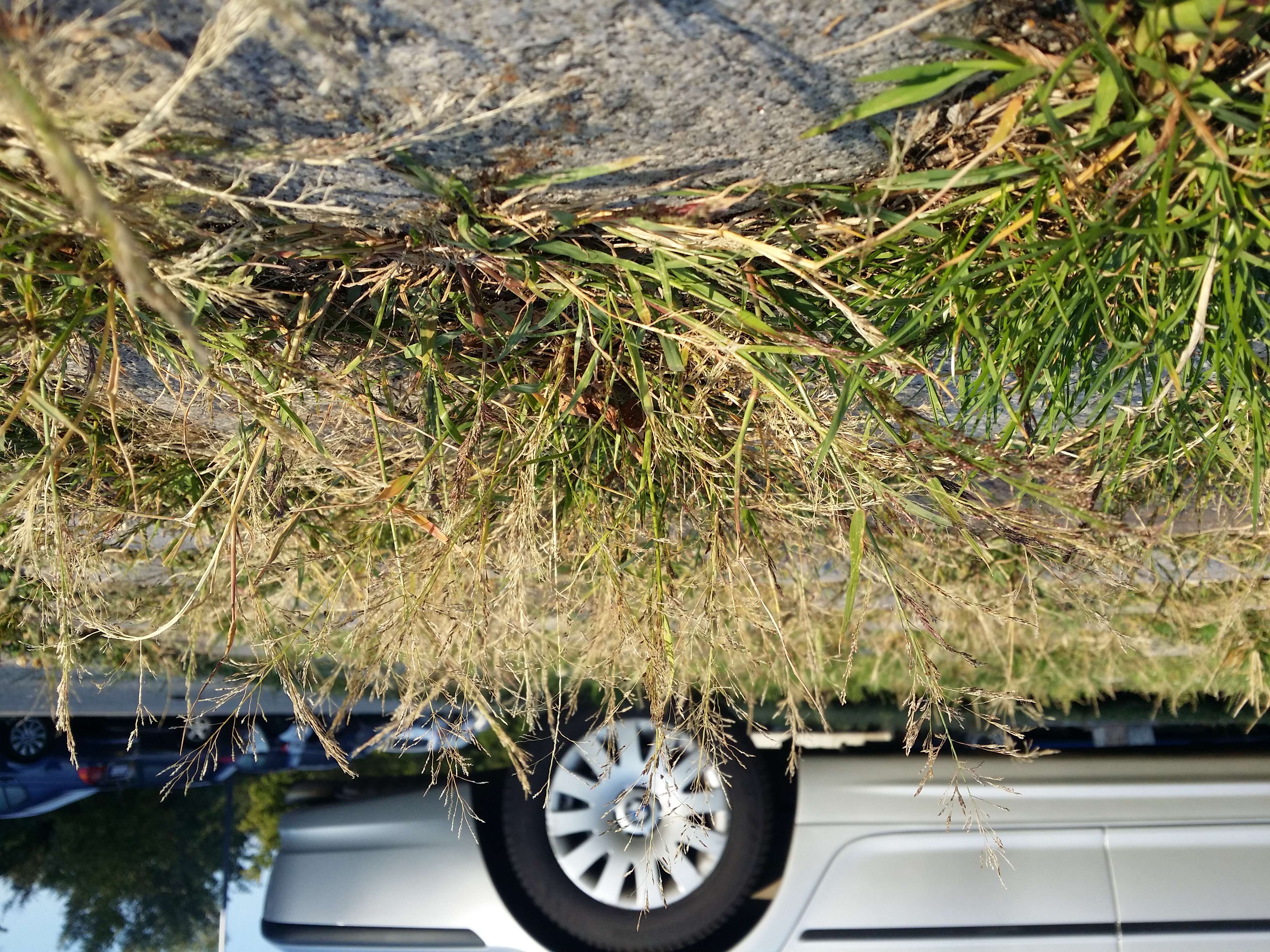 Image of Indian lovegrass