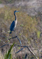 Image of Great Blue Heron