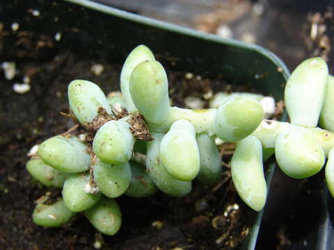 Image of Sedum morganianum Walther