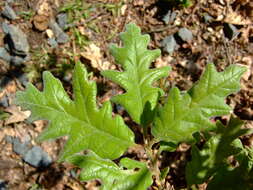 Image of Iberian white oak