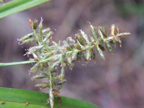 Image de Cyperus hillebrandii Boeckeler