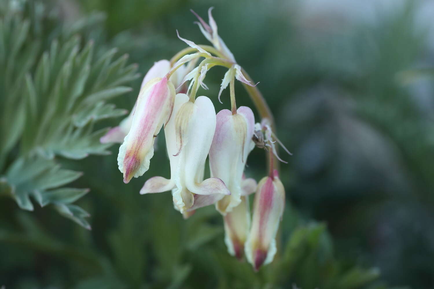 Image of Sierra bleeding heart