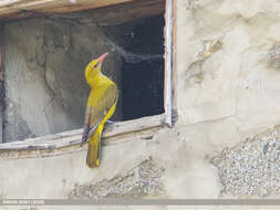 Image of Indian Golden Oriole