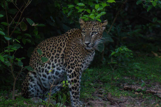 Image of Leopard