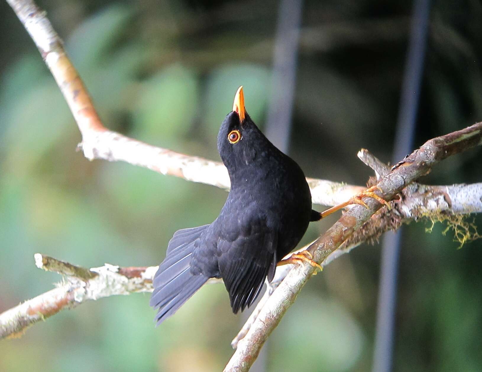 Image of Glossy-black Thrush